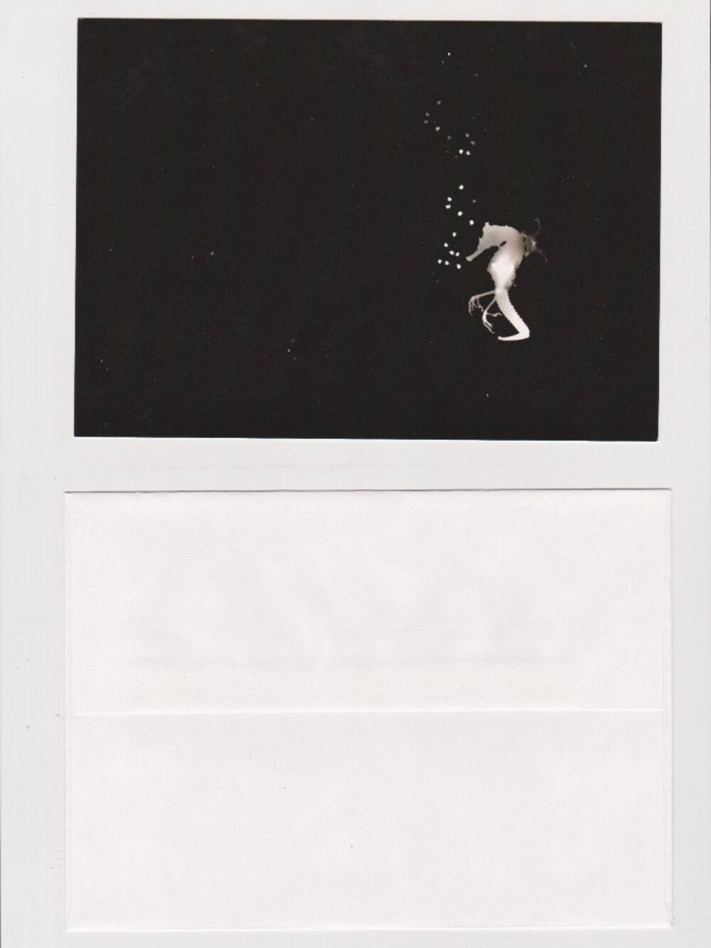 Specimen: Hippocampus anisodactylis POSTCARD (Photogram, 2012) 5x7